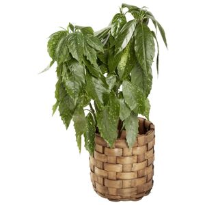 Obal Na Kvetináč Legno, 22/23cm